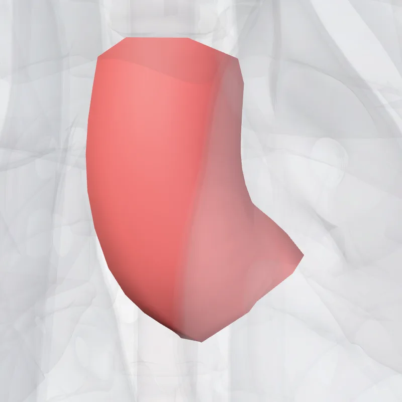 Ascending aorta (Aorta ascendens) highlighted in a 3D model of the human body