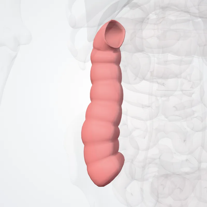 Ascending colon (Colon ascendens) highlighted in a 3D model of the human body