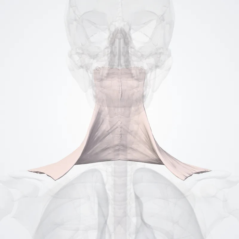 Ascending part of trapezius muscle (Pars ascendens musculi trapezii) highlighted in a 3D model of the human body