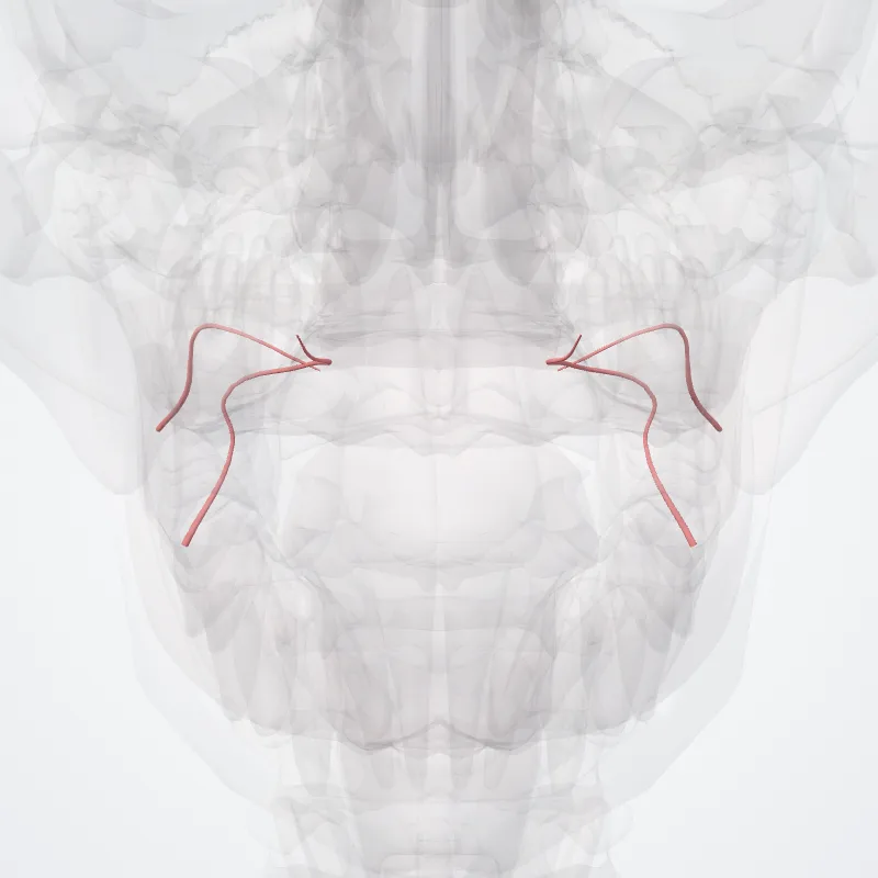 Ascending pharyngeal artery (Arteria pharyngea ascendens) highlighted in a 3D model of the human body