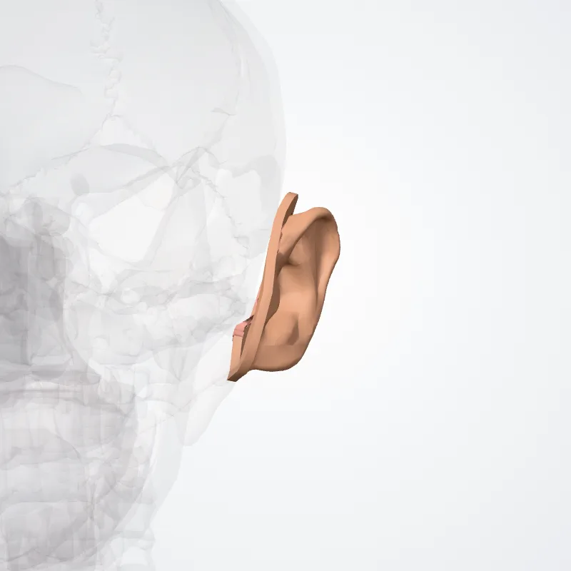Regio auricularis (Auricular region) hervorgehoben in einem 3D-Modell des menschlichen Körpers