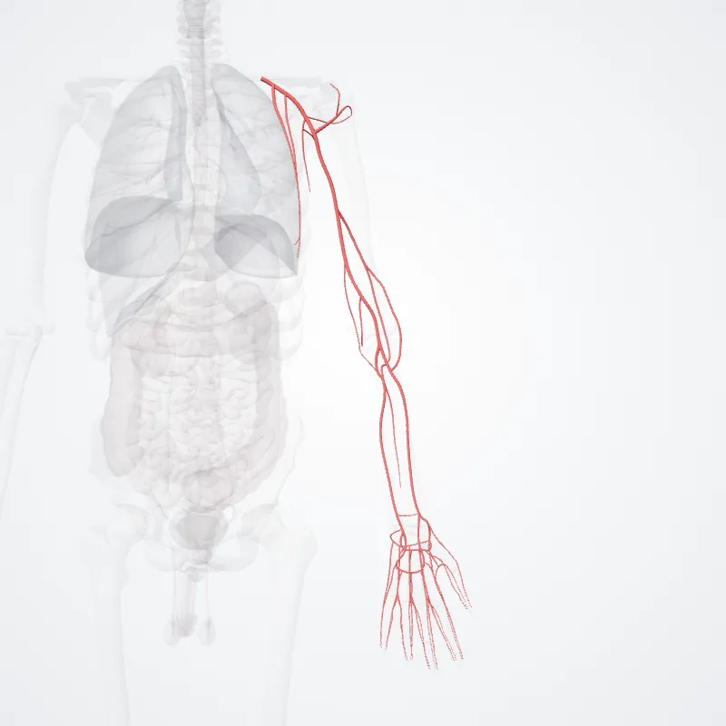 Arteria axillaris (Axillary artery) hervorgehoben in einem 3D-Modell des menschlichen Körpers