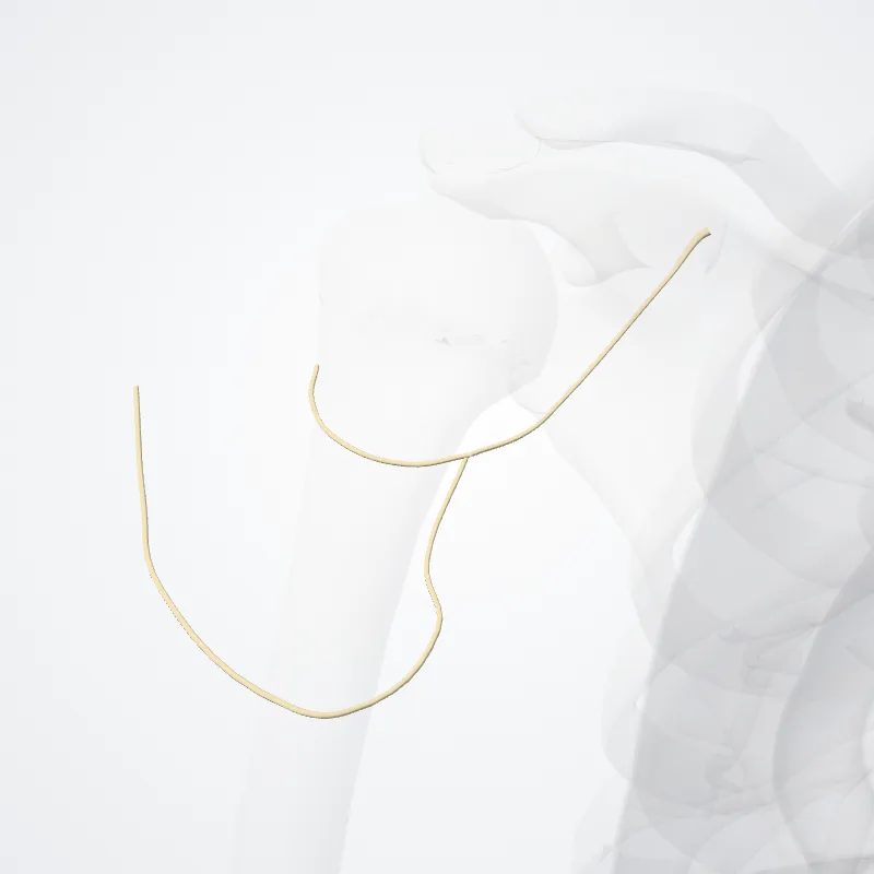 Nervus axillaris (Axillary nerve) hervorgehoben in einem 3D-Modell des menschlichen Körpers