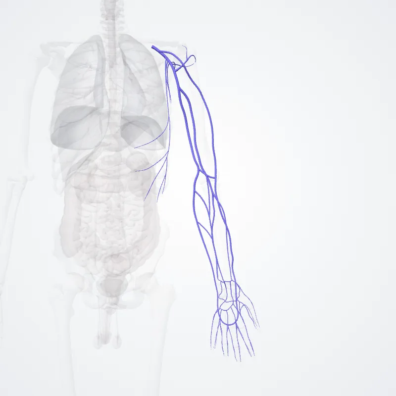 Axillary vein (Vena axillaris) highlighted in a 3D model of the human body