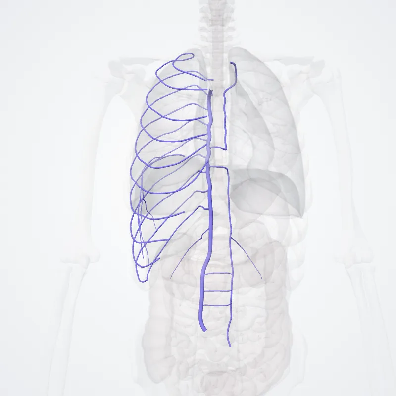 Azygos vein (Vena azyga) highlighted in a 3D model of the human body