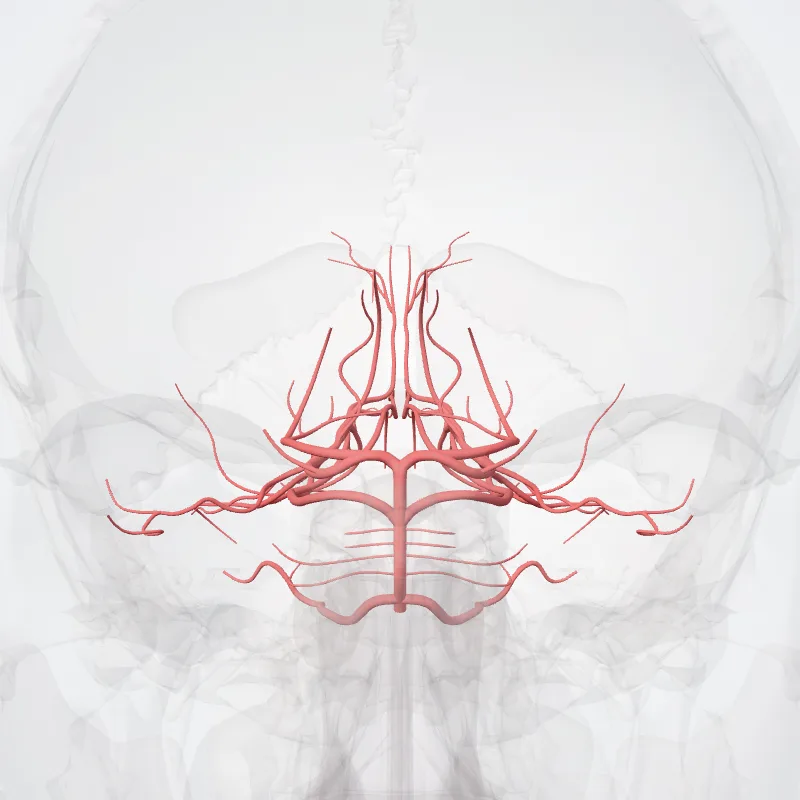 Basilar artery (Arteria basilaris) highlighted in a 3D model of the human body