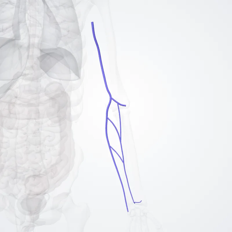 Basilic vein (Vena basilica) highlighted in a 3D model of the human body