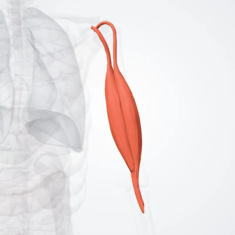 Musculus biceps brachii (Biceps brachii muscle) hervorgehoben in einem 3D-Modell des menschlichen Körpers