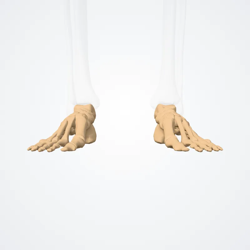 Bones of foot (Ossa pedis) highlighted in a 3D model of the human body