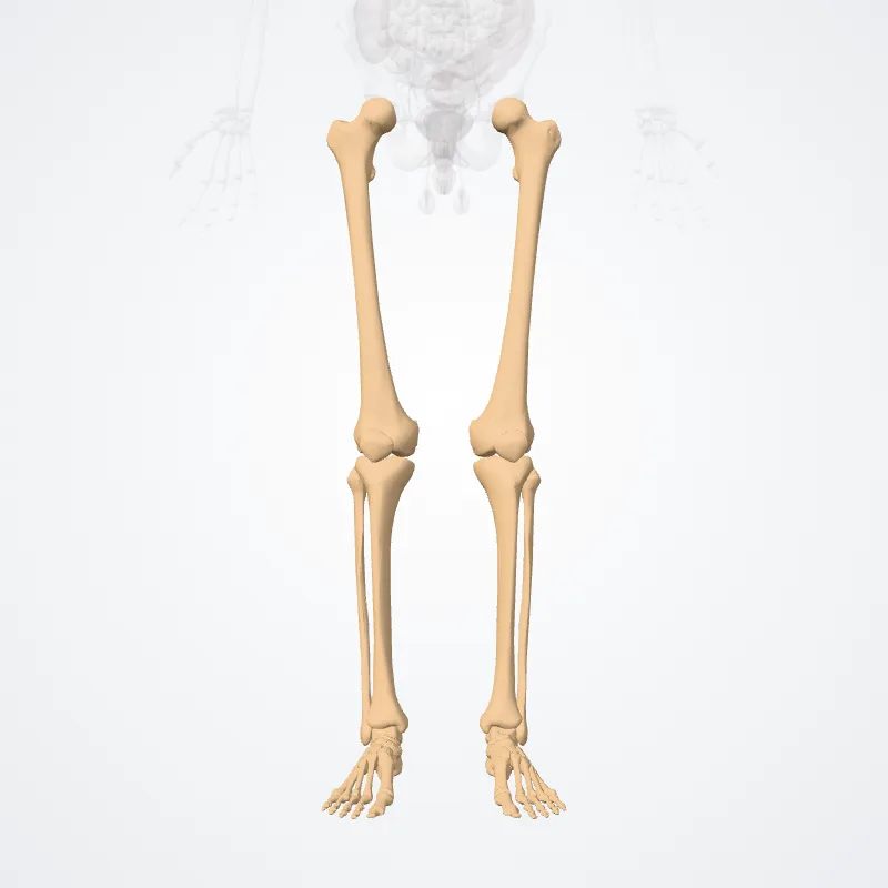 Bones of free part of lower limb (Ossa partis liberae membri inferioris) highlighted in a 3D model of the human body