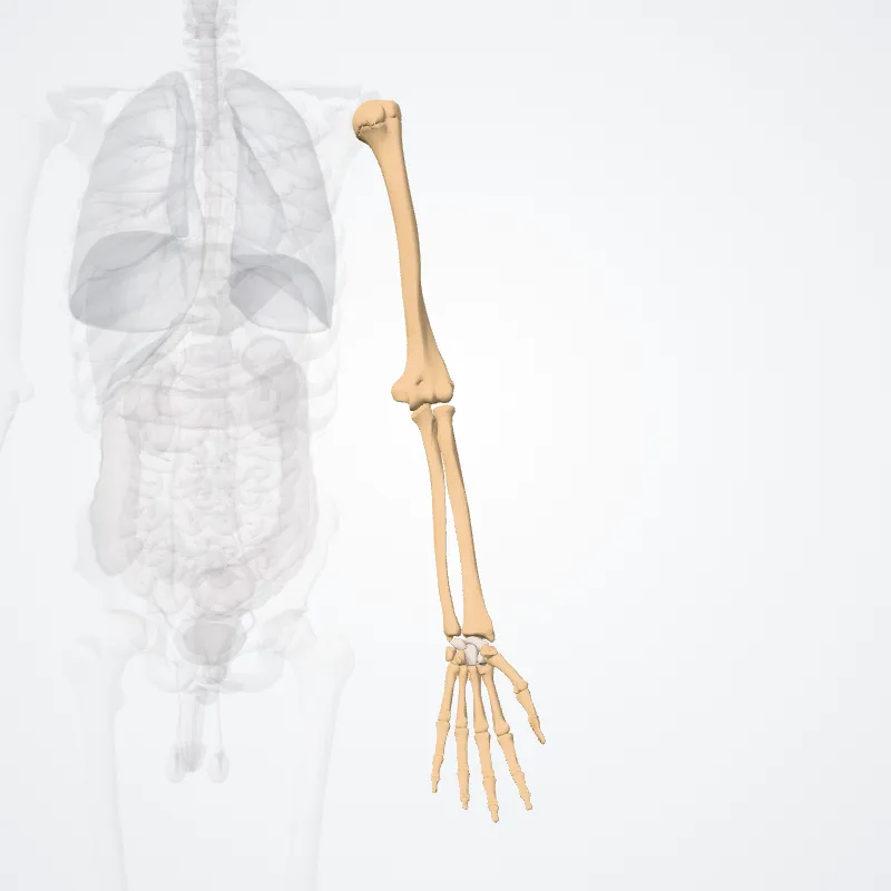 Ossa partis liberae membri superioris (Bones of free part of upper limb) hervorgehoben in einem 3D-Modell des menschlichen Körpers