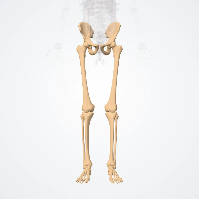 Bones of lower limb (Ossa membri inferioris) highlighted in a 3D model of the human body
