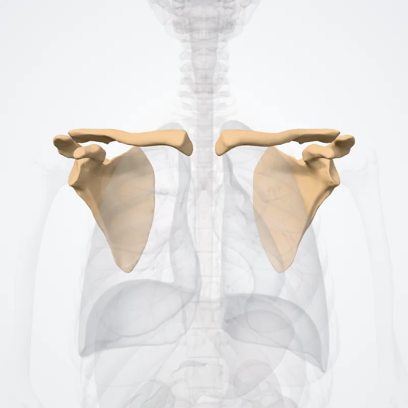 Bones of pectoral girdle (Ossa cinguli pectoralis) highlighted in a 3D model of the human body