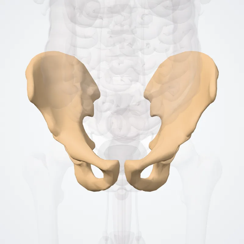 Ossa cinguli pelvici (Bones of pelvic girdle) hervorgehoben in einem 3D-Modell des menschlichen Körpers