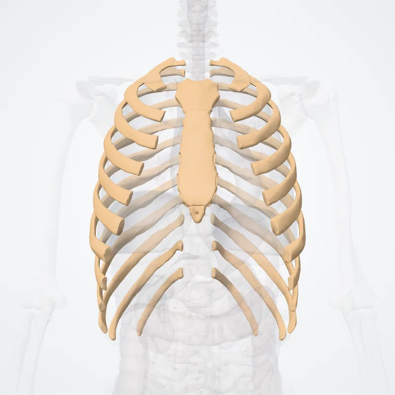 Ossa thoracis (Bones of thorax) hervorgehoben in einem 3D-Modell des menschlichen Körpers