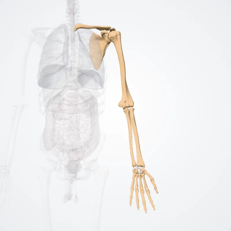Ossa membri superiori (Bones of upper limb) hervorgehoben in einem 3D-Modell des menschlichen Körpers