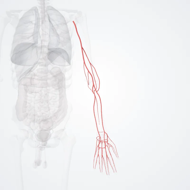 Brachial artery (Arteria brachialis) highlighted in a 3D model of the human body