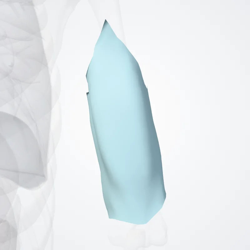 Fascia brachii (Brachial fascia) hervorgehoben in einem 3D-Modell des menschlichen Körpers