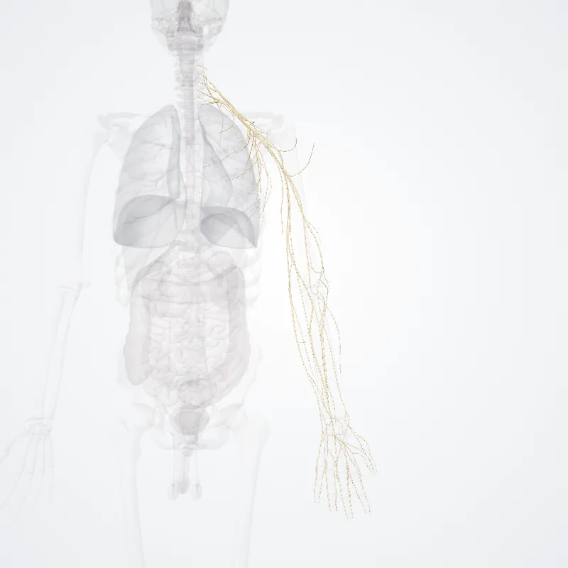 Plexus brachialis (Brachial plexus) hervorgehoben in einem 3D-Modell des menschlichen Körpers