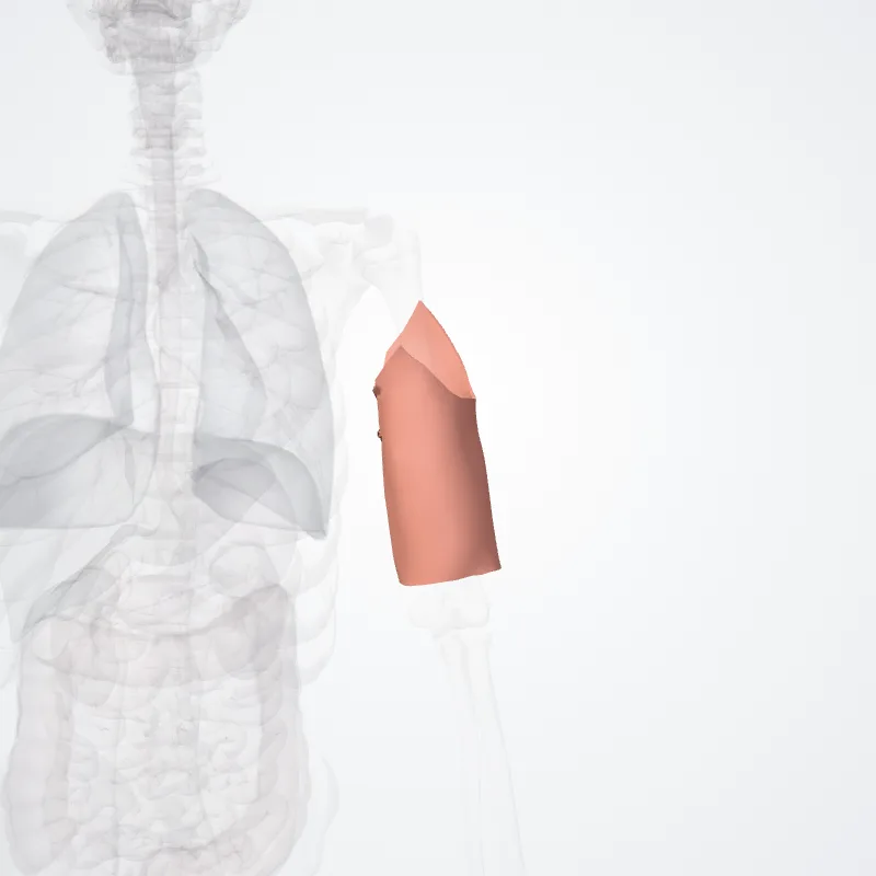 Brachial region (Regio brachialis) highlighted in a 3D model of the human body