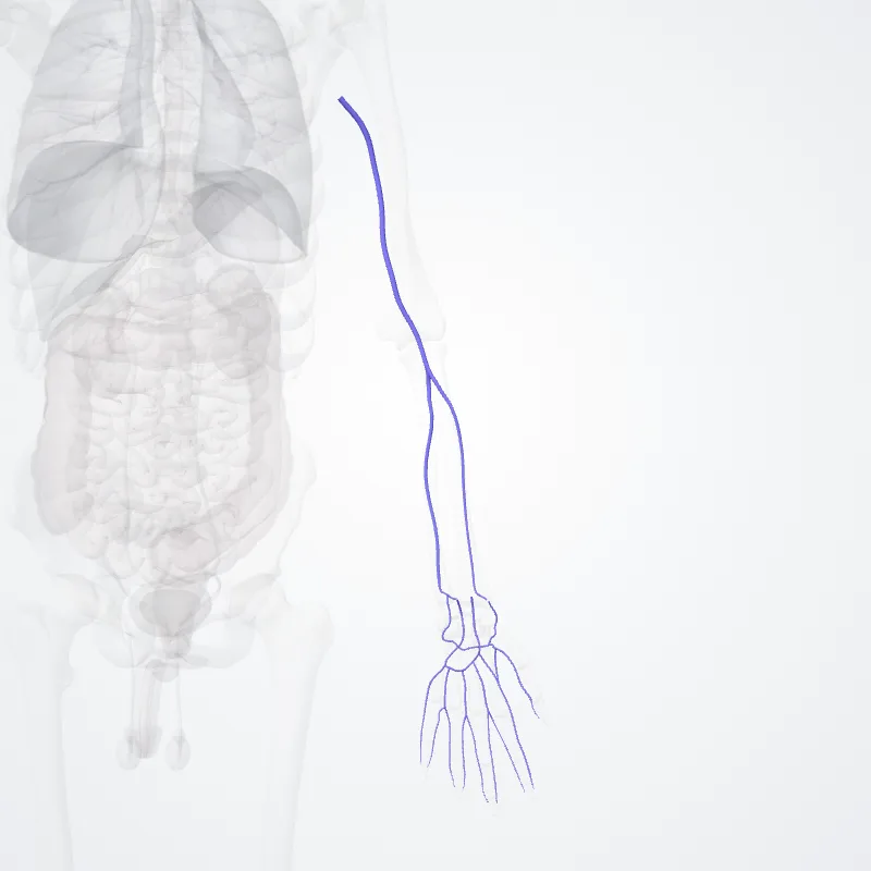 Venae brachiales (Brachial veins) hervorgehoben in einem 3D-Modell des menschlichen Körpers
