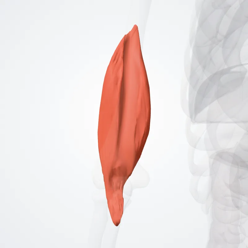Brachialis muscle (Musculus brachialis) highlighted in a 3D model of the human body
