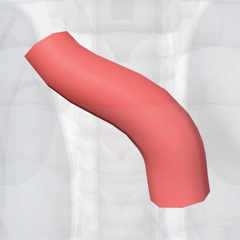 Brachiocephalic trunk (Truncus brachiocephalicus) highlighted in a 3D model of the human body