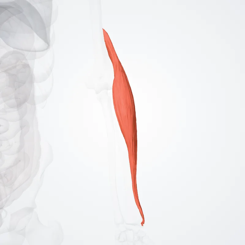 Musculus brachioradialis (Brachioradialis muscle) hervorgehoben in einem 3D-Modell des menschlichen Körpers