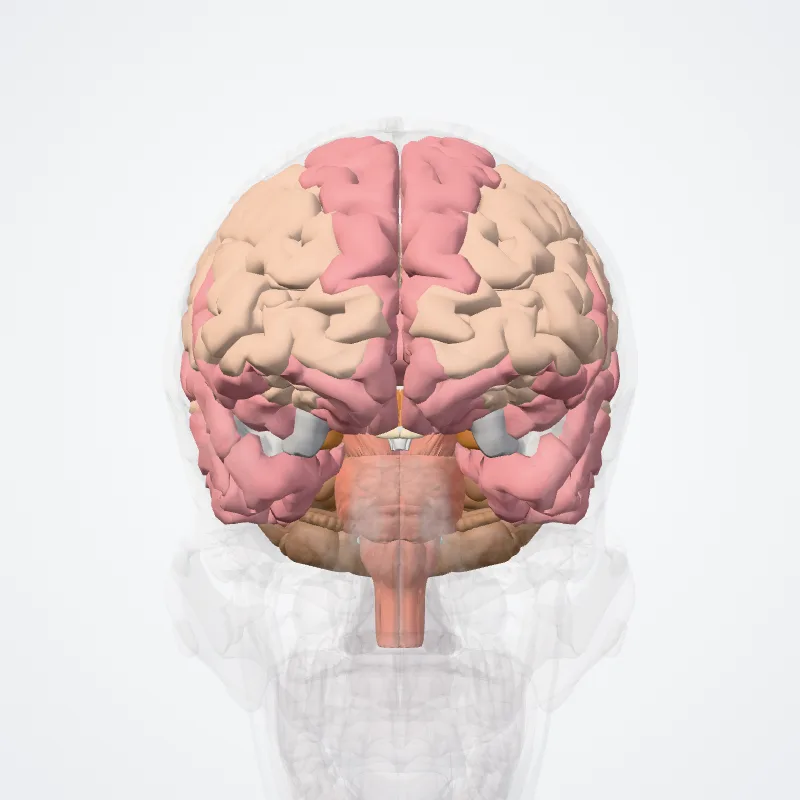 Encephalon (Brain) hervorgehoben in einem 3D-Modell des menschlichen Körpers