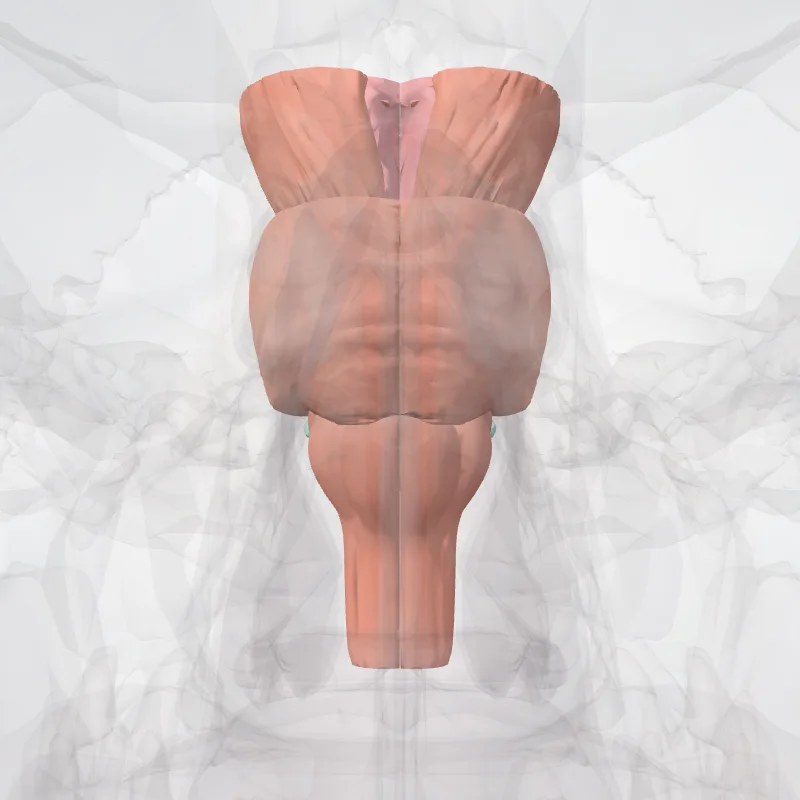 Trucus encephali (Brainstem) hervorgehoben in einem 3D-Modell des menschlichen Körpers