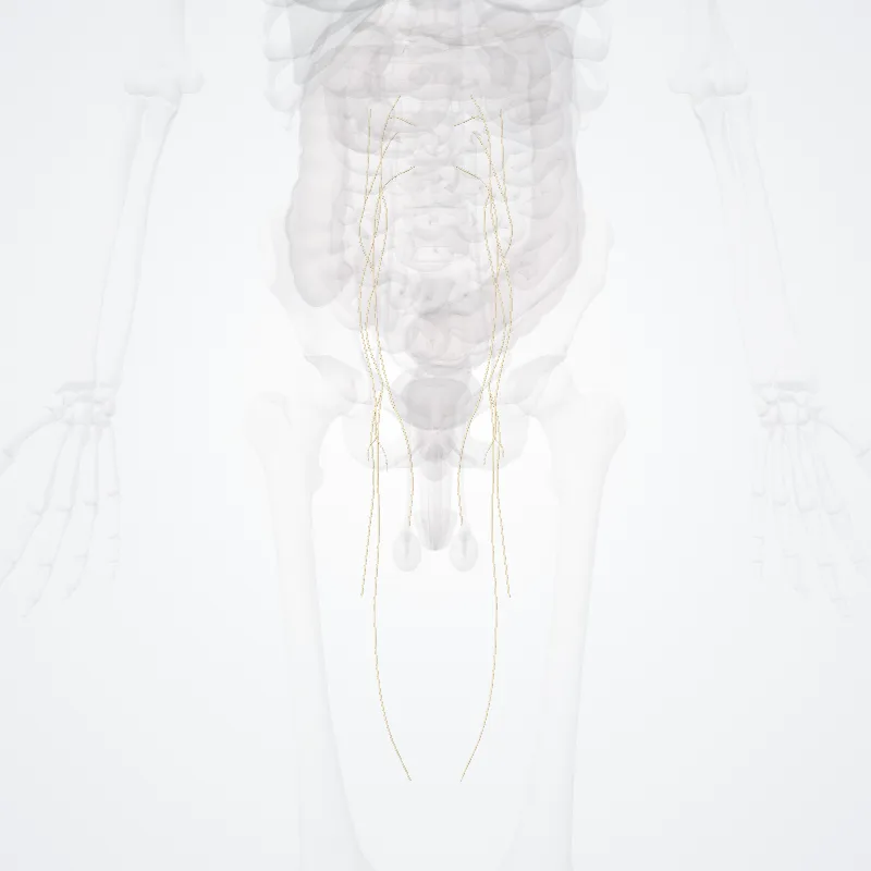 Branches of anterior part of lumbar plexus (Rami partis anterioris plexus lumbalis) highlighted in a 3D model of the human body
