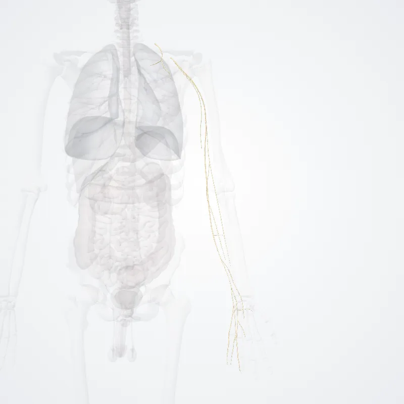 Rami fasciculi medialis plexus brachialis (Branches of medial cord of brachial plexus) hervorgehoben in einem 3D-Modell des menschlichen Körpers