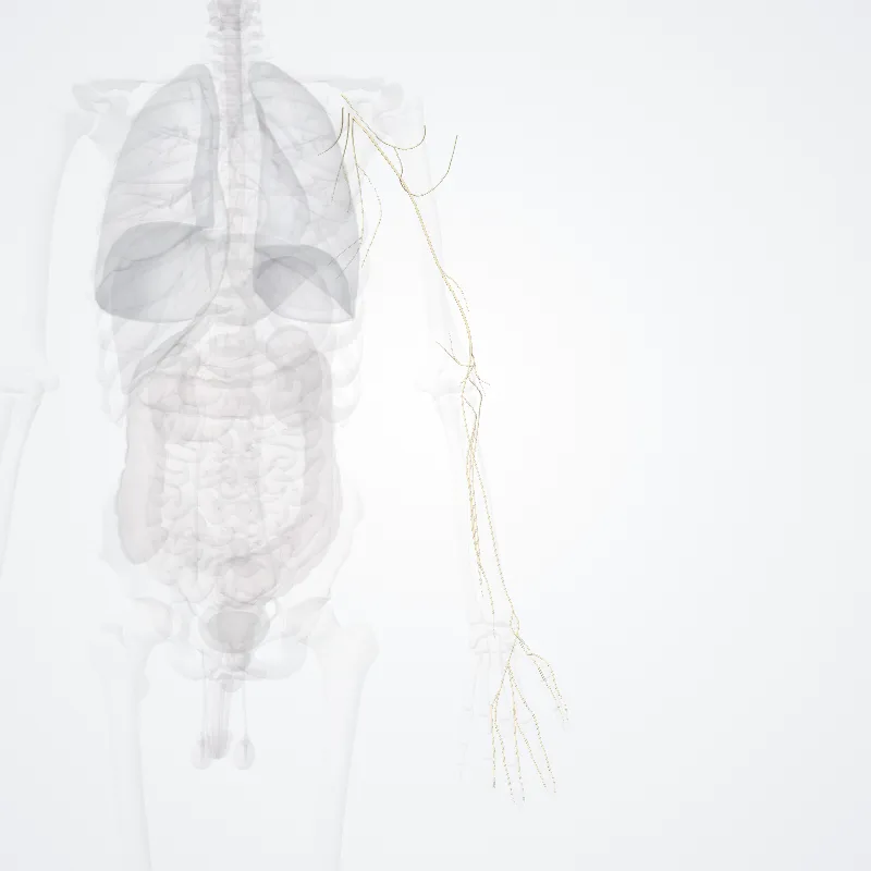 Branches of posterior cord of brachial plexus (Rami fasciculi posterioris plexus brachialis) highlighted in a 3D model of the human body