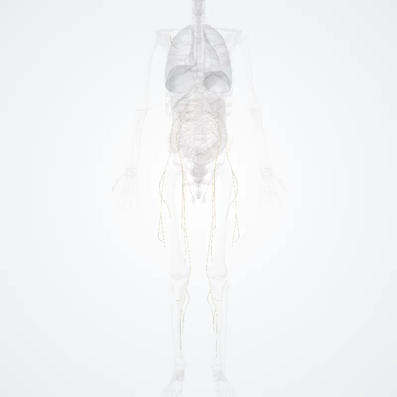 Branches of posterior part of lumbar plexus (Rami partis posterioris plexus lumbalis) highlighted in a 3D model of the human body