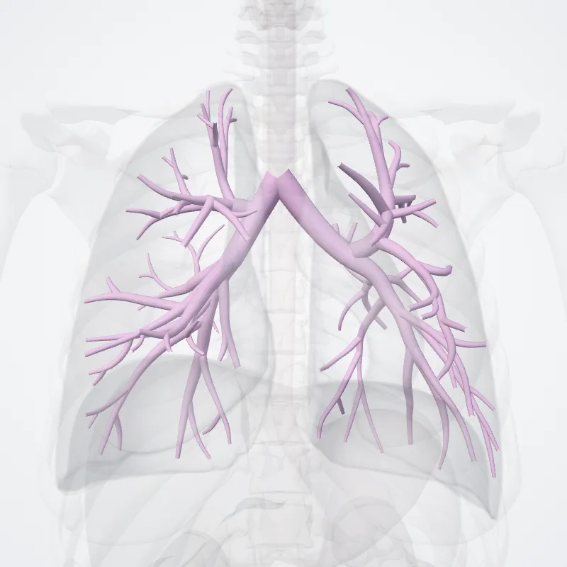 Bronchi highlighted in a 3D model of the human body