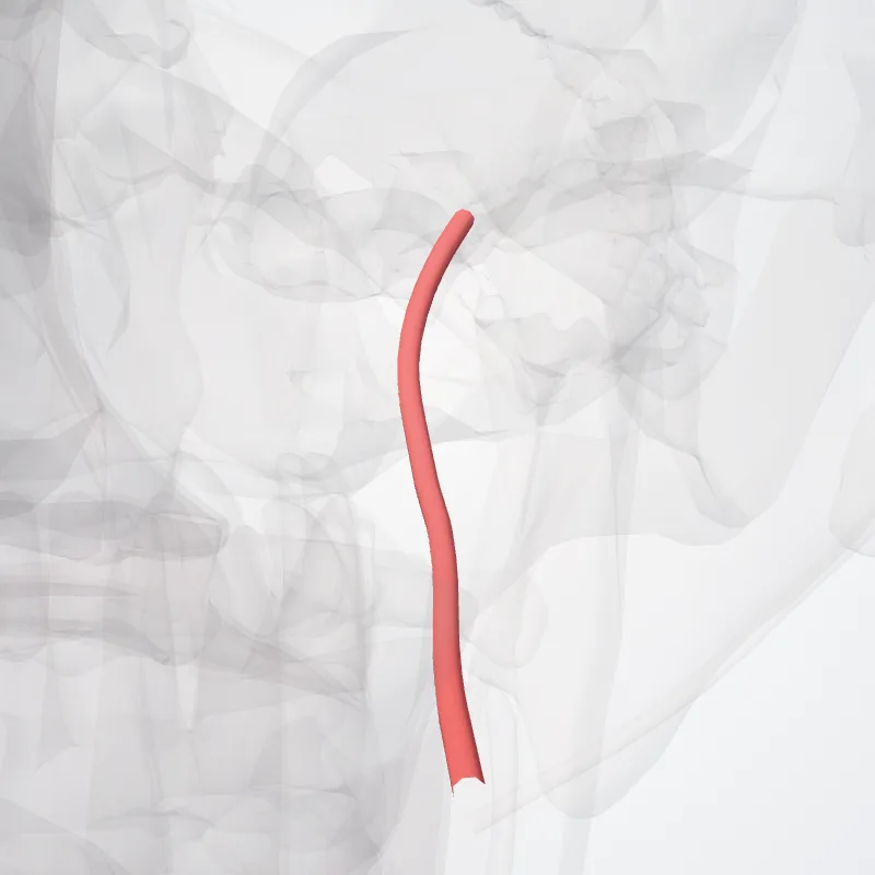 Buccal artery (Arteria buccalis) highlighted in a 3D model of the human body