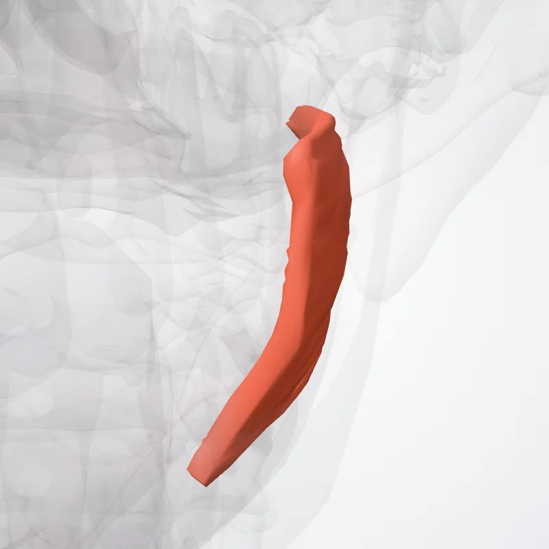 Bucinator hervorgehoben in einem 3D-Modell des menschlichen Körpers