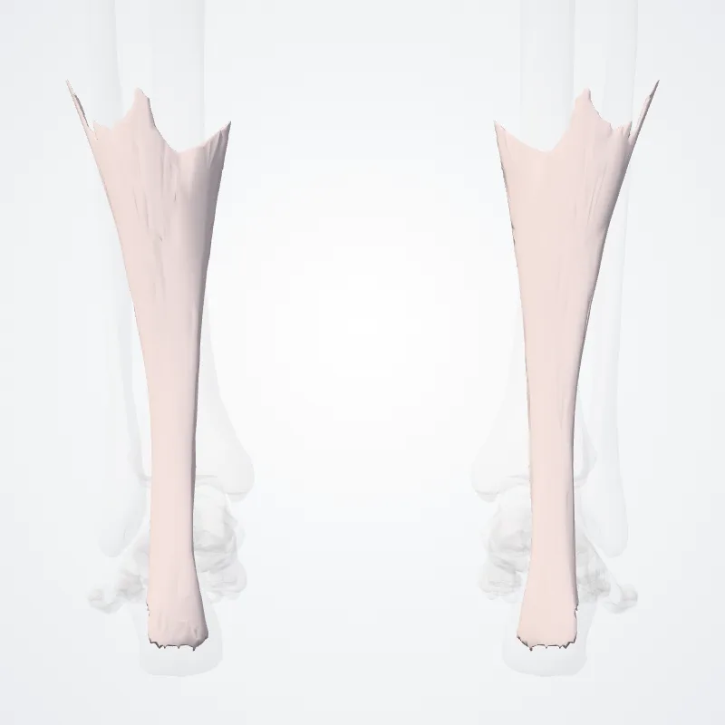 Tendo calcaneus (Calcaneal tendon) hervorgehoben in einem 3D-Modell des menschlichen Körpers