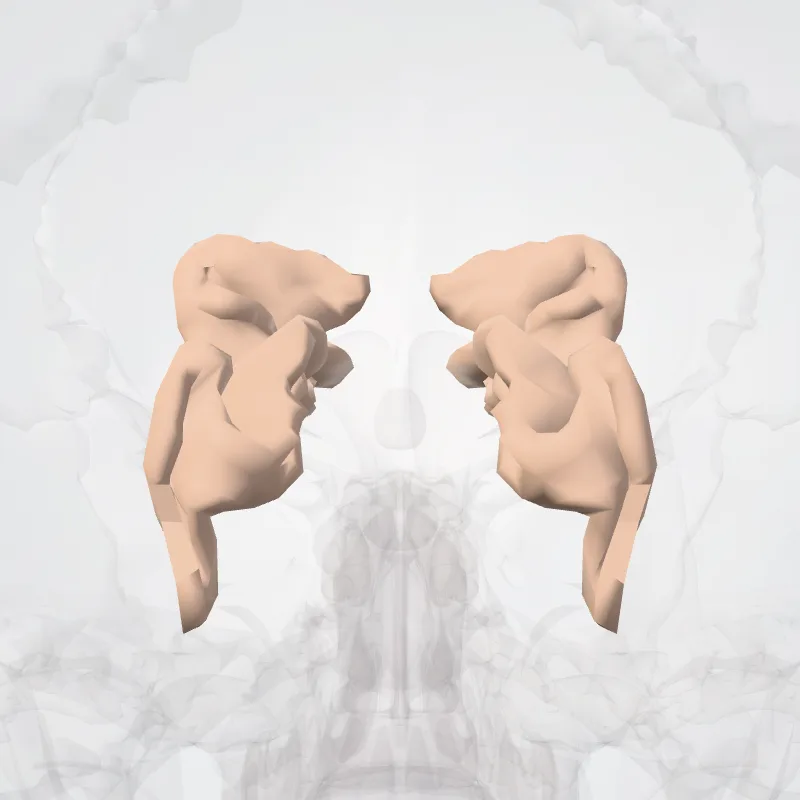 Sulcus calcarinus (Calcarine sulcus) hervorgehoben in einem 3D-Modell des menschlichen Körpers