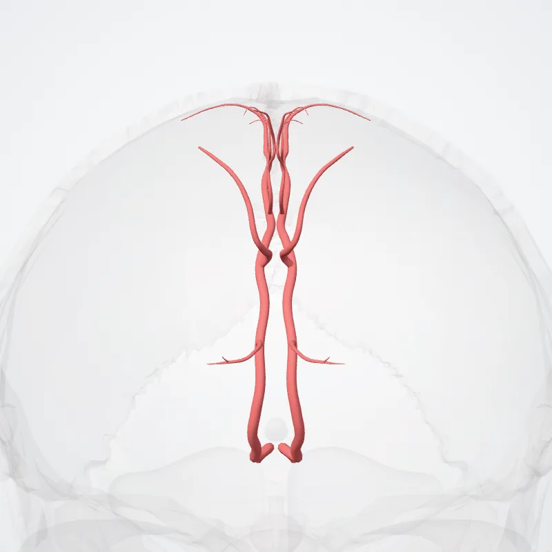 Callosomarginal artery (Arteria callosomarginalis) highlighted in a 3D model of the human body
