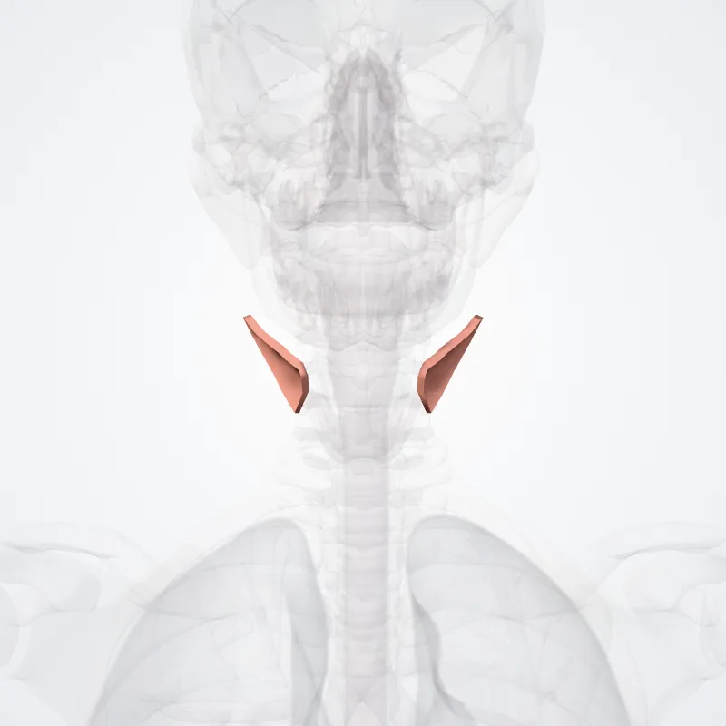 Trigonum caroticum (Carotid triangle) hervorgehoben in einem 3D-Modell des menschlichen Körpers