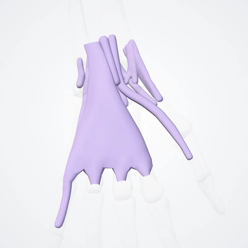 Carpal tendon sheaths (Vaginae carpeae tendinum) highlighted in a 3D model of the human body