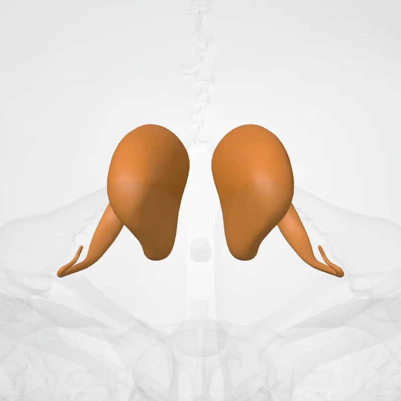 Nucleus caudatus (Caudate nucleus) hervorgehoben in einem 3D-Modell des menschlichen Körpers