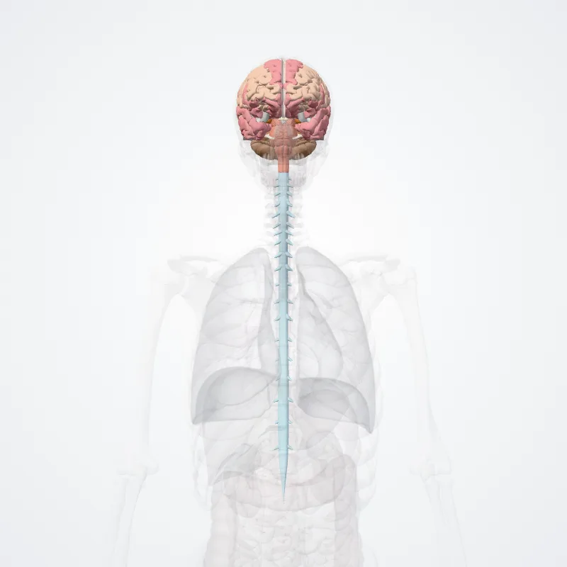 Systema nervosum centrale (Central nervous system) hervorgehoben in einem 3D-Modell des menschlichen Körpers