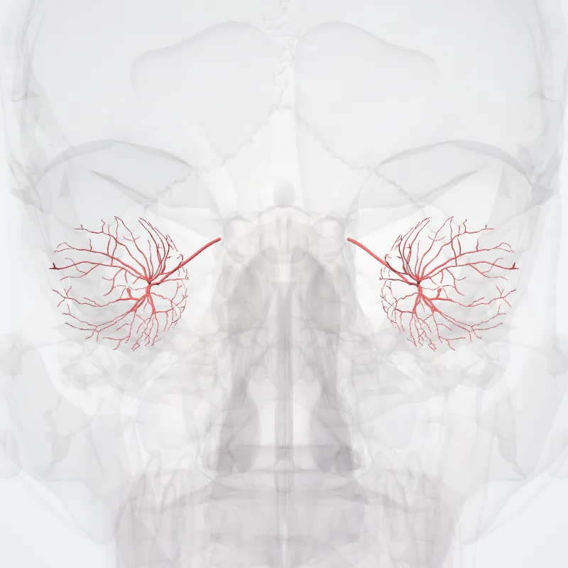 Arteria centralis retinae (Central retinal artery) hervorgehoben in einem 3D-Modell des menschlichen Körpers