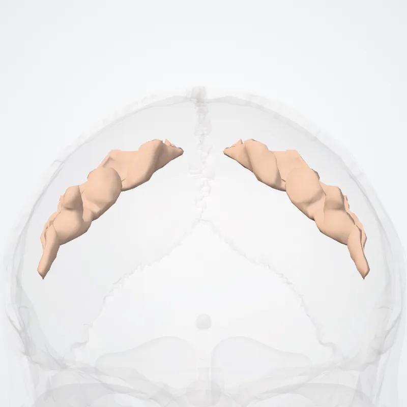 Sulcus centralis (Central sulcus) hervorgehoben in einem 3D-Modell des menschlichen Körpers
