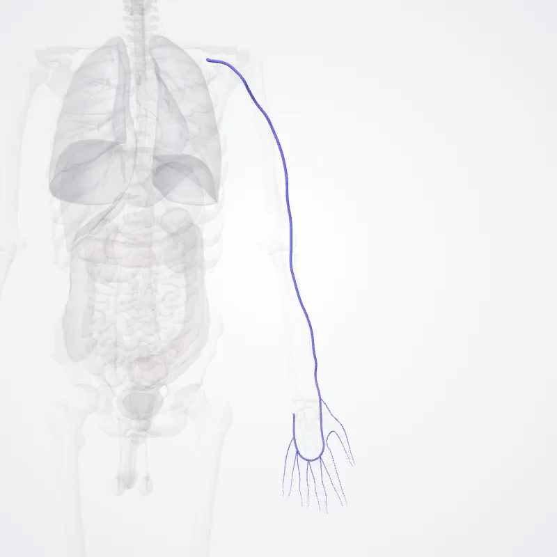 Vena cephalica (Cephalic vein) hervorgehoben in einem 3D-Modell des menschlichen Körpers