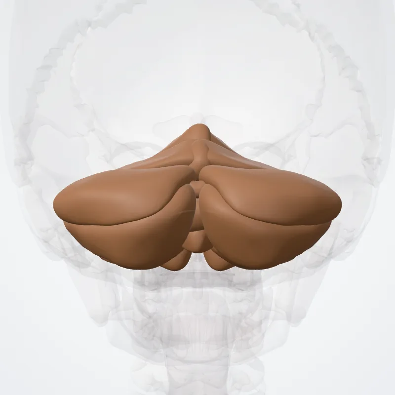 Cerebellum hervorgehoben in einem 3D-Modell des menschlichen Körpers