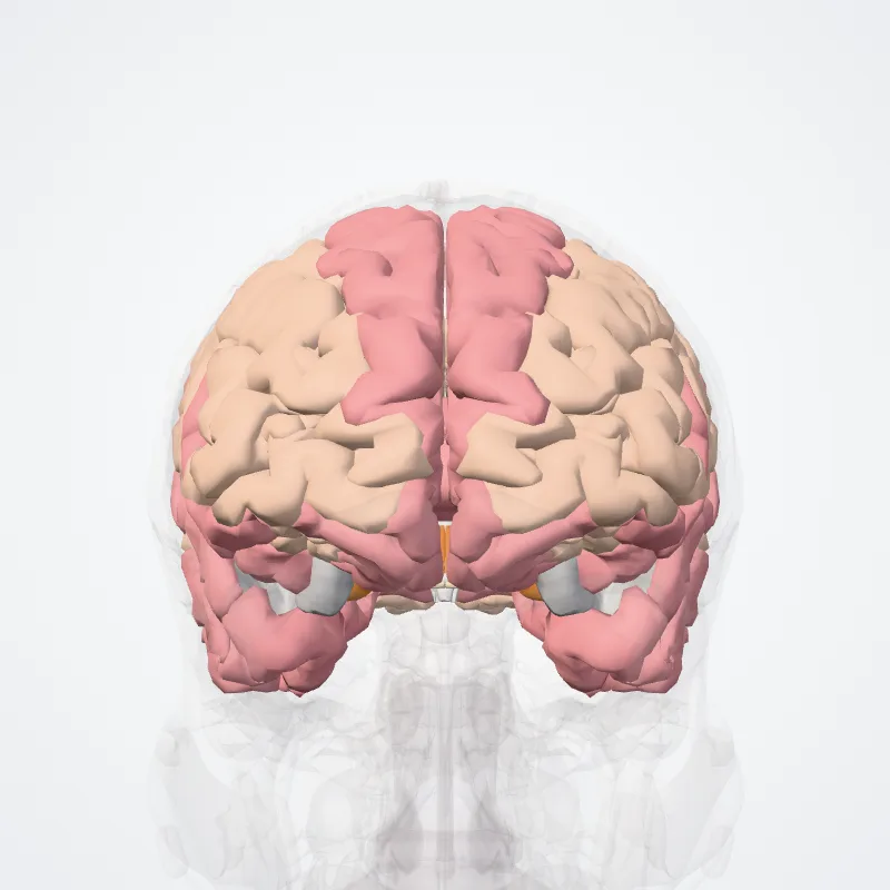 Cerebrum highlighted in a 3D model of the human body