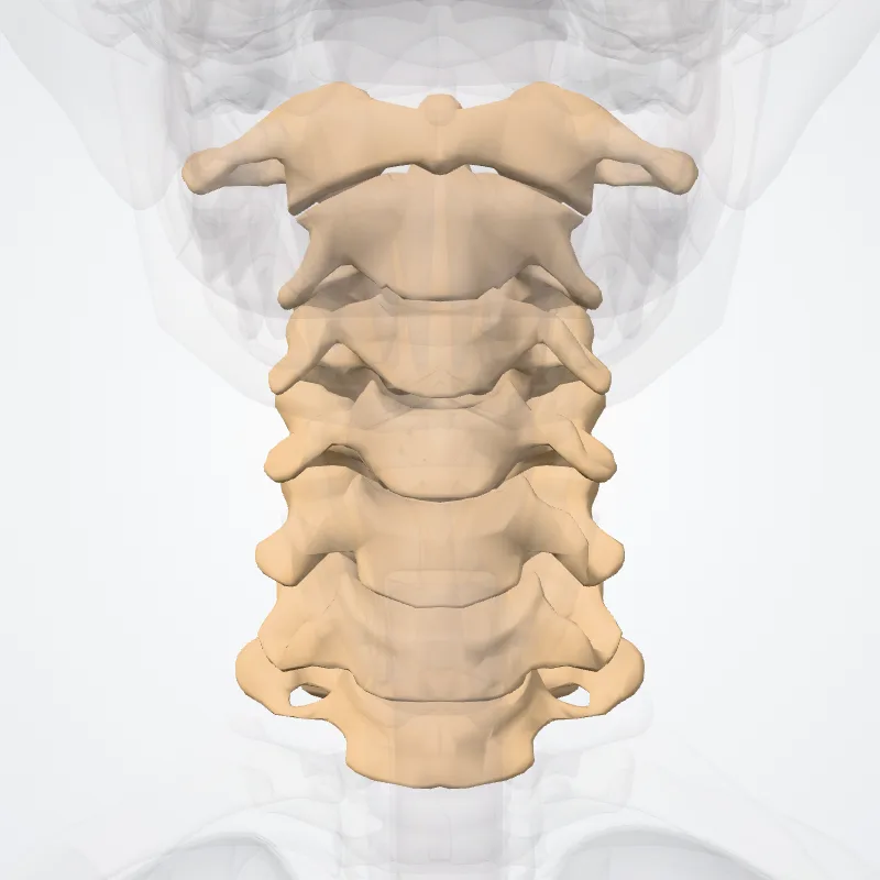 Cervical vertebrae (Vertebrae cervicales) highlighted in a 3D model of the human body